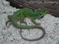 Reuzensmaragdhagendis [Lacerta trilineata]